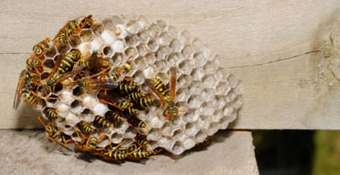 Wasps Control